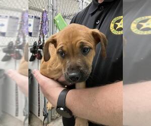 Labrador Retriever-Unknown Mix Dogs for adoption in Rosenberg, TX, USA