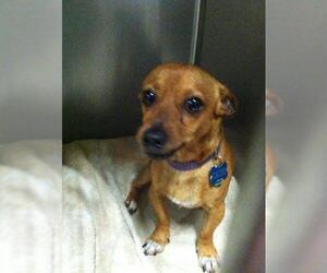 Chiweenie Dogs for adoption in Fort Lauderdale, FL, USA