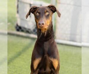 Doberman Pinscher Dogs for adoption in Camarillo, CA, USA