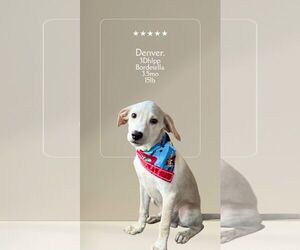 Golden Labrador Dogs for adoption in Virginia Beach, VA, USA