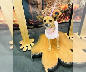 Chihuahua-Unknown Mix Dogs for adoption in Globe, AZ, USA