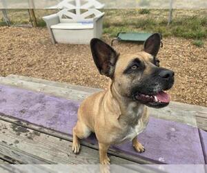 American French Bull Terrier Dogs for adoption in McKinleyville, CA, USA