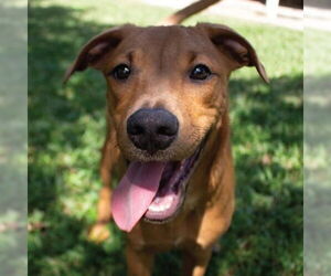 Labrador Retriever-Unknown Mix Dogs for adoption in Canton, CT, USA