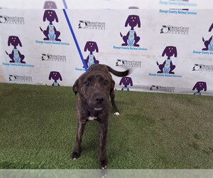 American Staffordshire Terrier Dogs for adoption in Orlando, FL, USA
