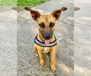 Redbone Coonhound-Unknown Mix Dogs for adoption in Nassau bay, TX, USA