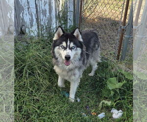 - Mix Dogs for adoption in Iroquois, IL, USA