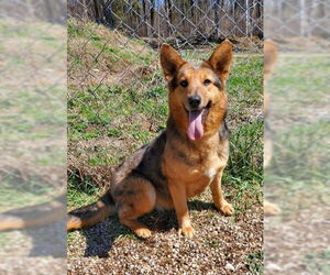 Australian Shepherd Dogs for adoption in Lake City, MI, USA