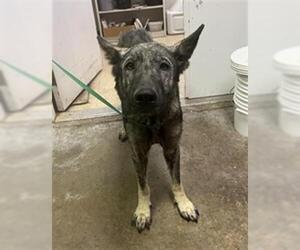 German Shepherd Dog-Unknown Mix Dogs for adoption in San Andreas, CA, USA