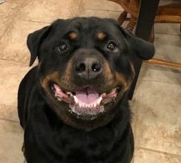 Rottweiler Dogs for adoption in Point Pleasant, PA, USA