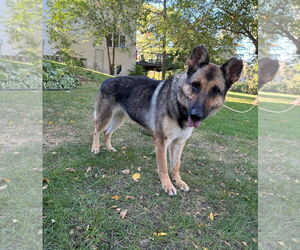 German Shepherd Dog Dogs for adoption in Roseville, MN, USA