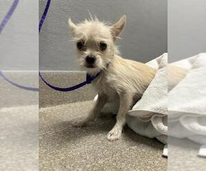 Mutt Dogs for adoption in Las Vegas, NV, USA