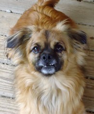 Pekingese-Tibetan Spaniel Mix Dogs for adoption in Pacolet, SC, USA