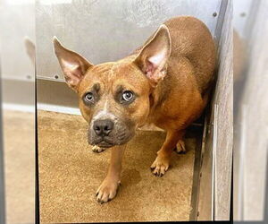 American Pit Bull Terrier Dogs for adoption in San Bernardino, CA, USA