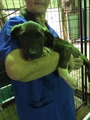 Mutt Dogs for adoption in Brookhaven, MS, USA