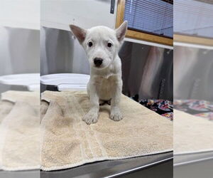 - Mix Dogs for adoption in Fairbanks, AK, USA