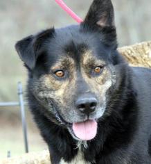 Mutt Dogs for adoption in Pittsburgh, PA, USA