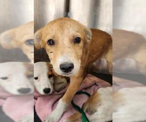 Labrador Retriever-Unknown Mix Dogs for adoption in San Antonio, TX, USA