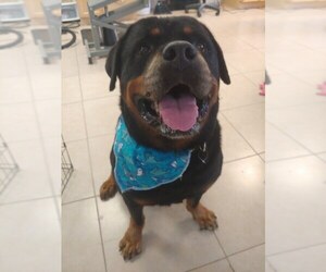 Rottweiler Dogs for adoption in Alva, FL, USA