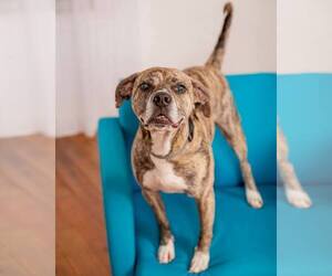 Plott Hound-Unknown Mix Dogs for adoption in Jasper, IN, USA