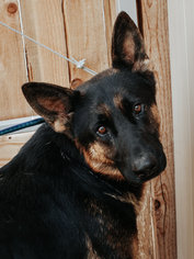 German Shepherd Dog Dogs for adoption in Edmond, OK, USA
