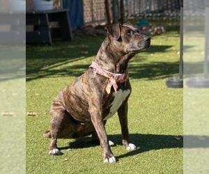 Plott Hound-Unknown Mix Dogs for adoption in Santa Cruz, CA, USA