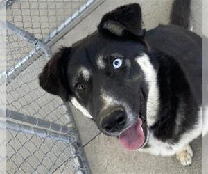 Siberian Husky-Unknown Mix Dogs for adoption in Bakersfield, CA, USA