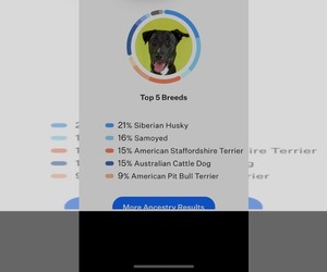 American Pit Bull Terrier-Huskies Mix Dogs for adoption in Sandy, UT, USA