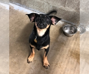 Chiweenie Dogs for adoption in Priest River, ID, USA