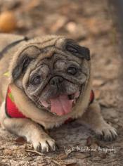 Pug Dogs for adoption in Freeport, FL, USA
