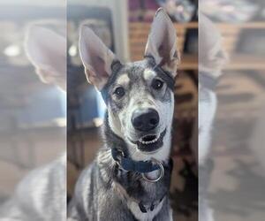 - Mix Dogs for adoption in Fairbanks, AK, USA