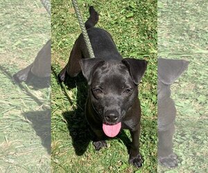 Boglen Terrier Dogs for adoption in Batavia, OH, USA