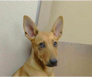 Doberman Pinscher-Unknown Mix Dogs for adoption in Sacramento, CA, USA