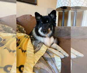 Mutt Dogs for adoption in Davis, CA, USA