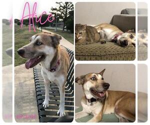 Huskies -Unknown Mix Dogs for adoption in San Antonio, TX, USA