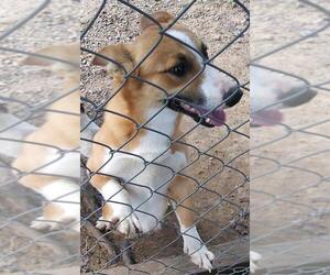 Pembroke Welsh Corgi Dogs for adoption in Baileyton, AL, USA