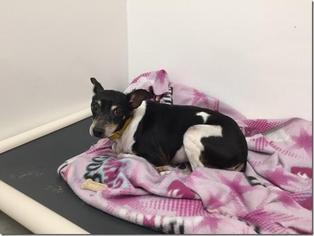 Rat Terrier Dogs for adoption in Mountain View, AR, USA