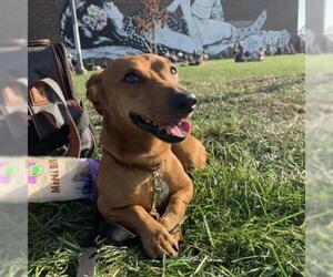 Dachshund Dogs for adoption in Woodside, NY, USA