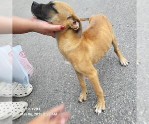 American Staffordshire Terrier-Unknown Mix Dogs for adoption in San Antonio, TX, USA