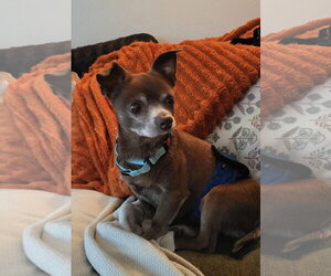 Chihuahua-Unknown Mix Dogs for adoption in New London, WI, USA