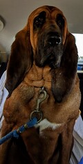 Bloodhound Dogs for adoption in Valrico, FL, USA