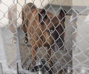 Mutt Dogs for adoption in Anchorage, AK, USA