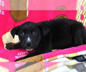 Mutt Dogs for adoption in Thief River Falls, MN, USA