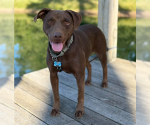 Chocolate Labrador retriever-Unknown Mix Dogs for adoption in Brooklyn Center, MN, USA