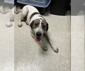 Catahoula Leopard Dog-Unknown Mix Dogs for adoption in Plano, TX, USA