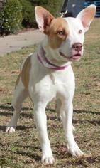 Medium Photo #1 Bull Terrier-Unknown Mix Puppy For Sale in Columbus, GA, USA
