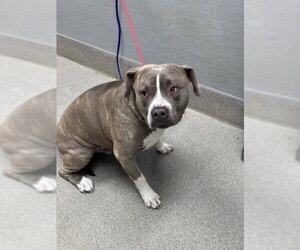 Mutt Dogs for adoption in Las Vegas, NV, USA