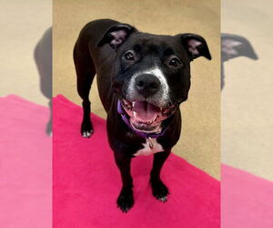 Labrador Retriever-Unknown Mix Dogs for adoption in Derwood, MD, USA