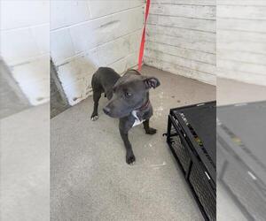 American Pit Bull Terrier-Unknown Mix Dogs for adoption in San Bernardino, CA, USA