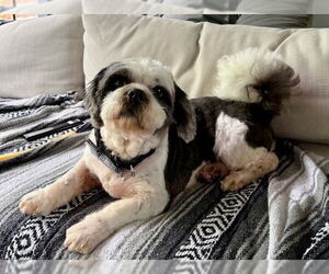 Shih Tzu-Unknown Mix Dogs for adoption in Raleigh, NC, USA
