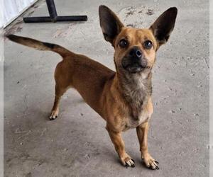 Chihuahua Dogs for adoption in Bakersfield, CA, USA